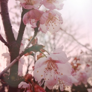 sakura2013.jpeg